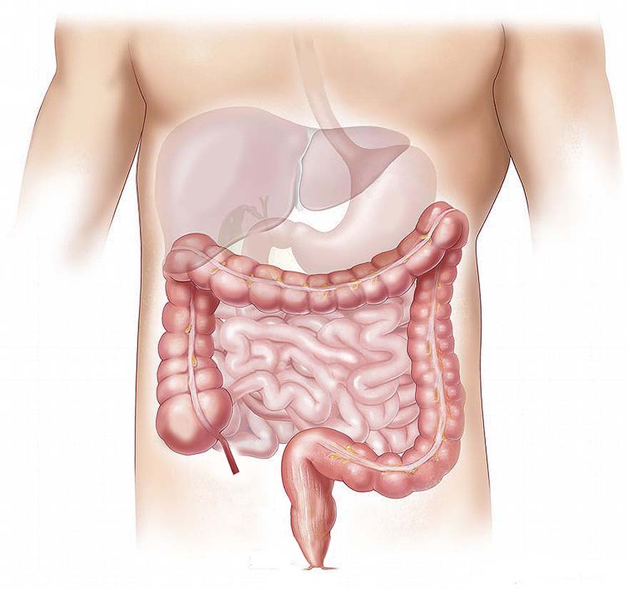 offal-内脏 标记 医疗 肠 肝脏 小肠 冒号 肚皮 人类 机关 唾液腺 高清摄影大图