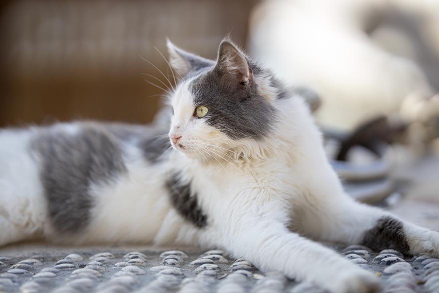 cat-猫 动物 可爱 毛皮及皮革 肖像 年轻 眼睛 斯科特 宠物 白 头 哺乳动物