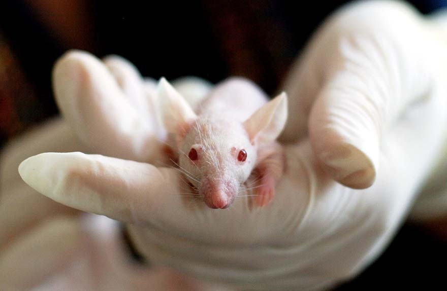 animal-动物 鼠标 实验 实验室 手 可爱 医疗 研究员 研究 医药 化工 测试 科学 化学