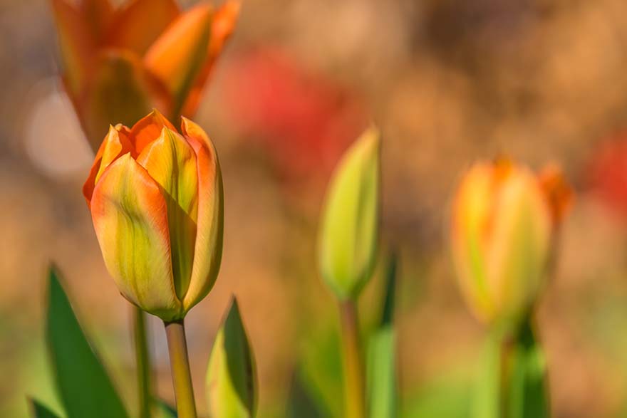 tulip-郁金香 春天的花 开花 丰富多彩 厂 郁金香字段 Tulpenbluete 多彩色