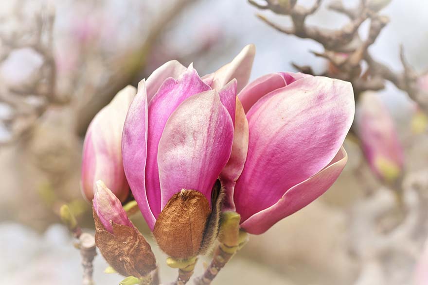 magnolia-玉兰 白玉兰树 Magnoliengewaechs 玉兰花 鲜花 粉红色