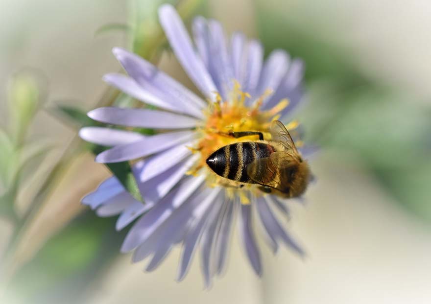 bee-蜜蜂 昆虫 阿斯特 开花 花粉 宏 花 关闭 性质 动物