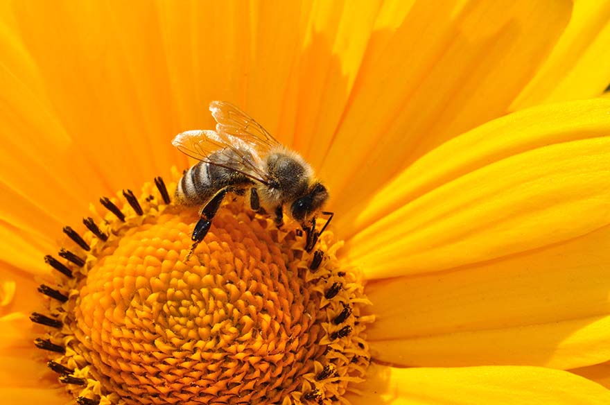 bee-蜜蜂 花粉 花蜜 黄色 开花 盛开 特写 关闭了 植物 花 昆虫 很酷的壁纸