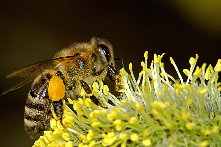 bees-蜜蜂 授粉 昆虫 特写 花粉 蜂蜜 动物 养蜂业 养蜂人 野生动物 花蜜 甲虫 昆虫