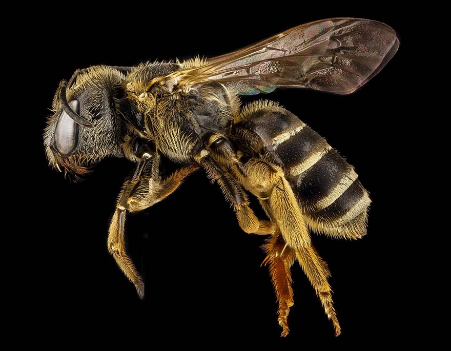 bee-蜜蜂 隧 特写 传粉者 甲虫，昆虫 昆虫 翅膀 关闭了 野生动物 花粉 斯汀 装载 侧