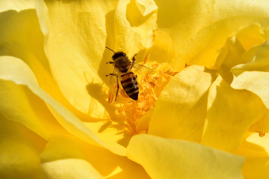 bee-蜜蜂 花 授粉 花园 盛开 春 夏天 花粉 植物 花蜜 黄色 植物区系 昆虫 开花