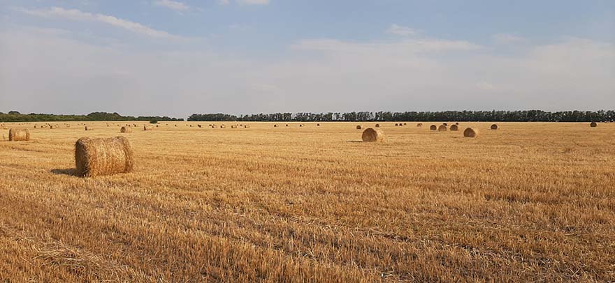 wheat-小麦 卷 清洁的 收获 稻草