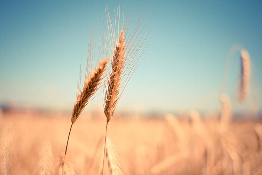 wheat-小麦 耳 干 收获 秋 夏天 谷物 粮食 原野 麦田 玉米田 植物 吃 食品 耕地