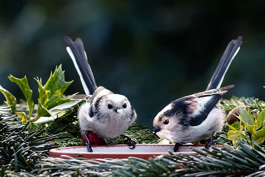 animal-动物 鸟 鸣鸟 山雀 长尾山雀 Aegith尾 夫妇 非常小 觅食 饿了 板 吃 谷物