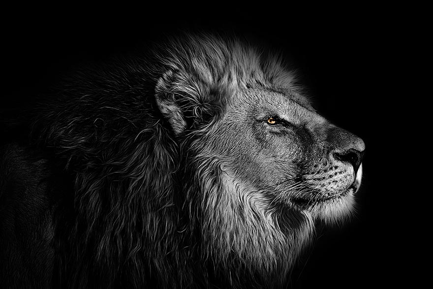 wallpaper-壁纸 背景 狮子 动物 野生 野生动物 自然 国王 黑 白 非洲 野生动物园 丛林