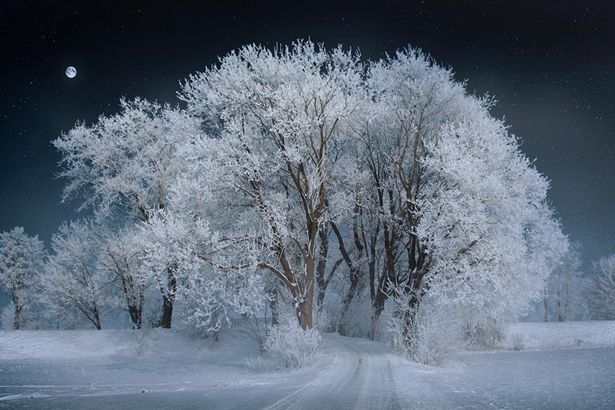 landscape-景观 树 雪 夜 天空 月亮