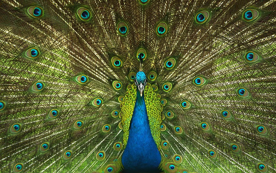 peacock-孔雀 羽毛 鸟 自然 模式 色彩缤纷 野生动物