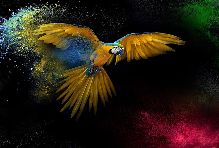 animals-动物 鸟 Ara 动物世界 翼 羽毛 鹦鹉 飞行 颜色 爆炸 颜色爆炸 丰富多彩 黄色