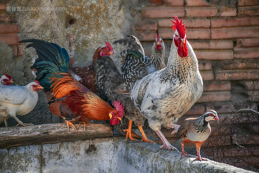 poultry-家禽 加洛 母鸡 鹧鸪 动物 全身羽毛 多彩