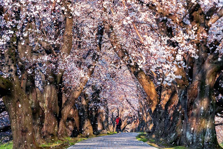 日本京都春天樱花树的花瓣