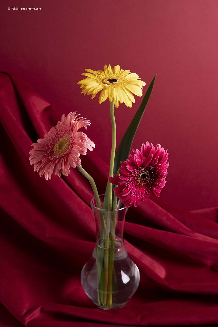 在花瓶中布置美丽的非洲菊