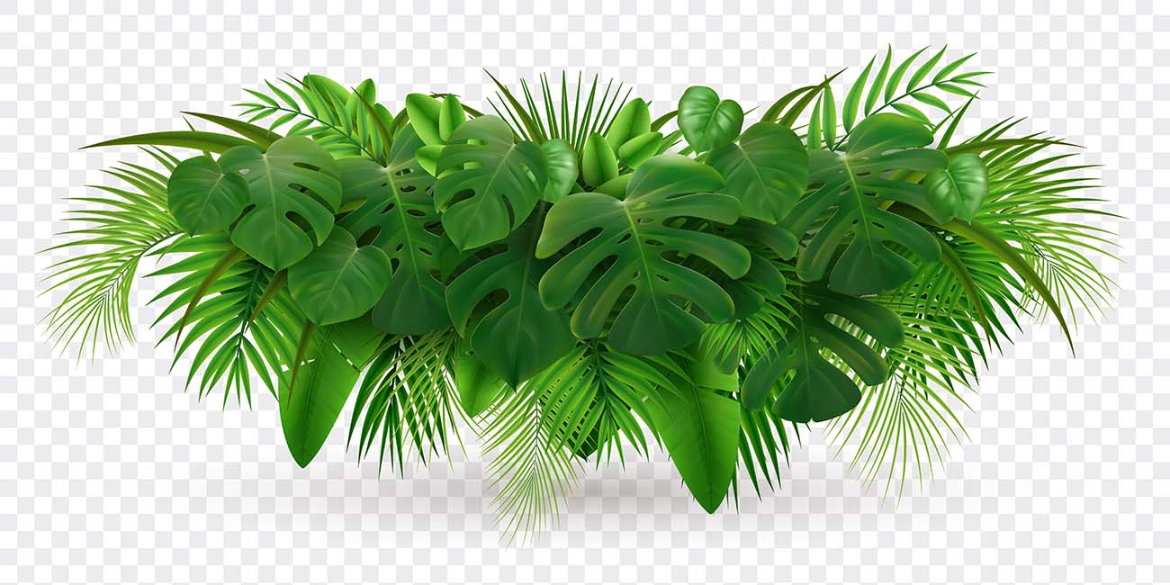 热带树叶棕榈枝真实感构图与绿叶堆图像隔离