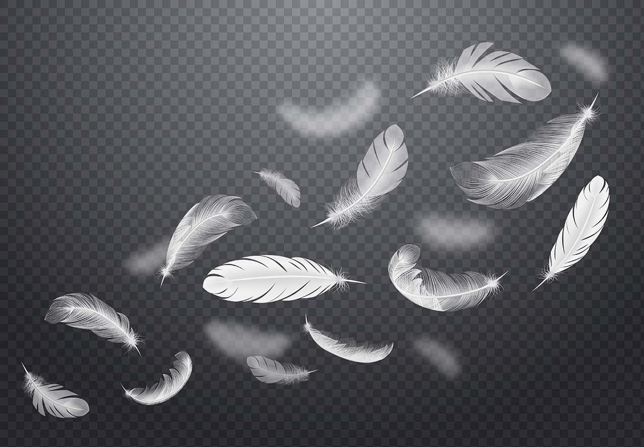 在写实风格的插图中，黑色透明的白色落鸟羽毛集